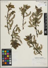 Foto von Salix maccalliana Rowlee